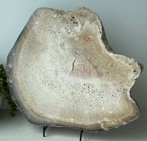 Tietea Petrified Wood Slab on Metal Stand