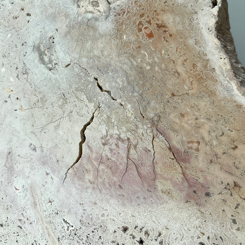 Tietea Petrified Wood Slab on Metal Stand