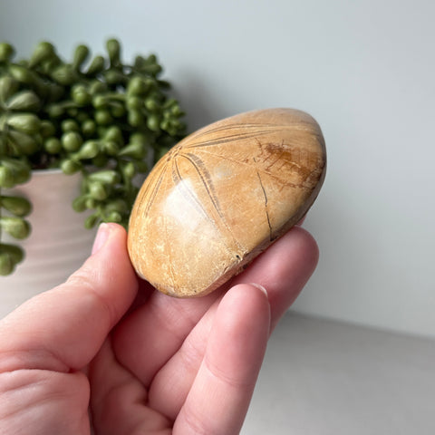 Genuine Fossil Sea Biscuit