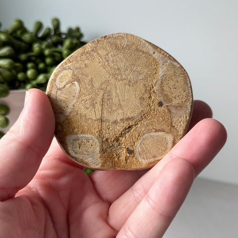 Genuine Fossil Sea Biscuit