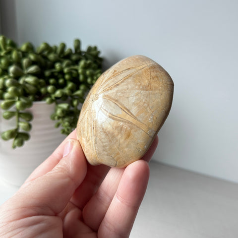 Genuine Fossil Sea Biscuit