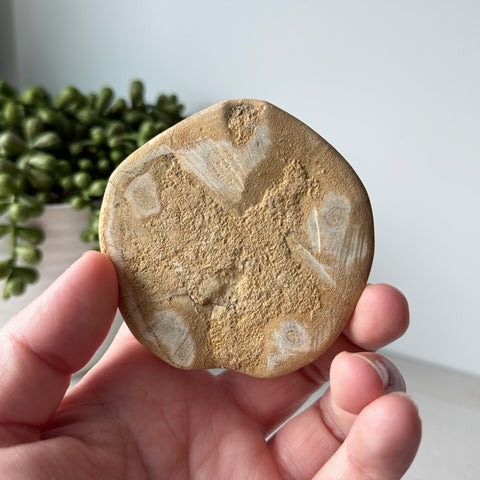 Genuine Fossil Sea Biscuit