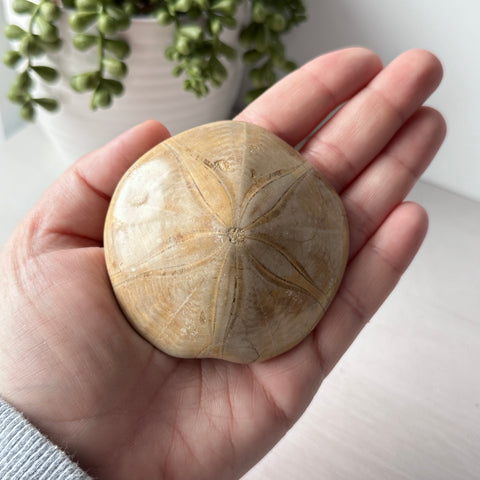 Genuine Fossil Sea Biscuit