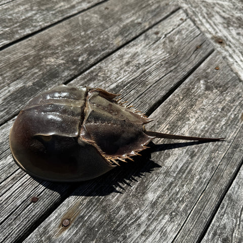 Horseshoe Crab Molt