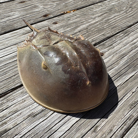 Horseshoe Crab Molt