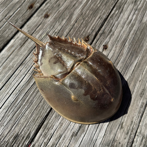 horse shoe crab molt on wood