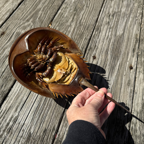 Horseshoe Crab Molt