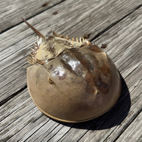 horseshoe crab on wood