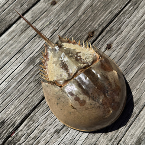 Horseshoe Crab Molt