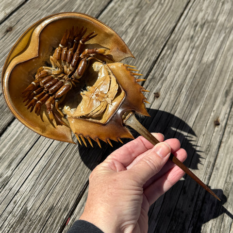 Horseshoe Crab Molt