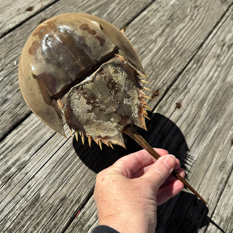 Horseshoe Crab Molt