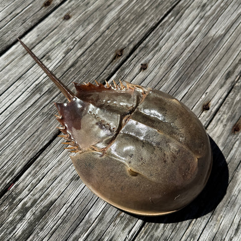 Horseshoe Crab Molt