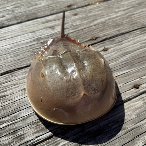 horseshoe crab on wood