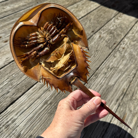 Horseshoe Crab Molt