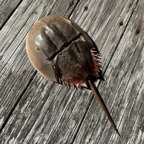 Horseshoe Crab Molt