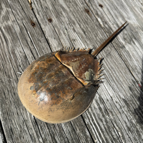 horseshoe crab on wood