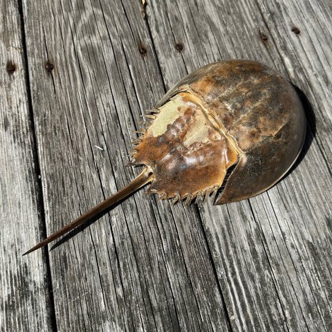 Horseshoe Crab Molt