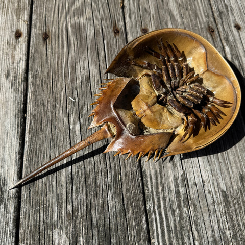 Horseshoe Crab Molt
