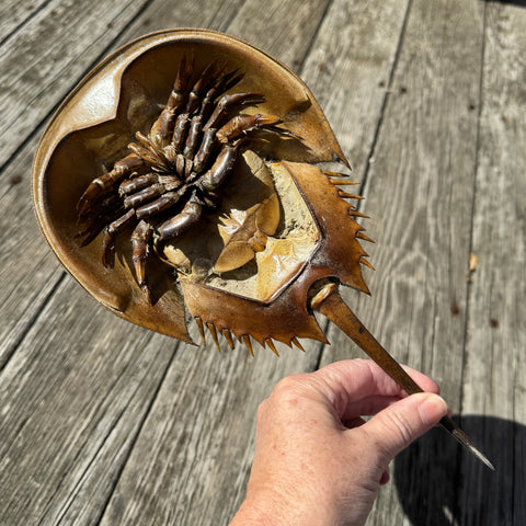 Horseshoe Crab Molt