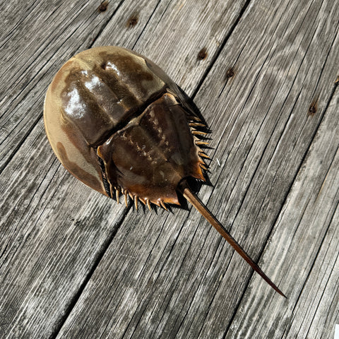 Horseshoe Crab Molt