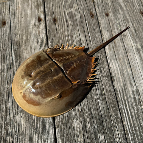 horseshoe crab on wood