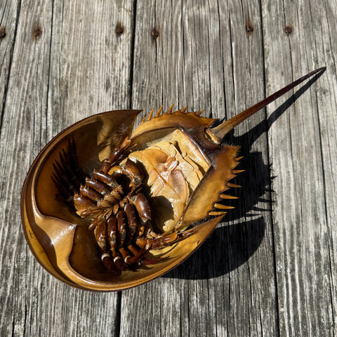Horseshoe Crab Molt