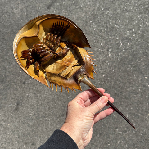 Horseshoe Crab Molt