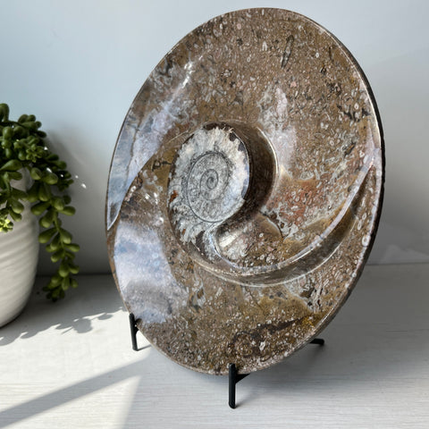 Orthoceras & Goniatite Ammonite Fossil Bowl on Metal Stand