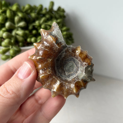 Whole Sutured Tractor Ammonite