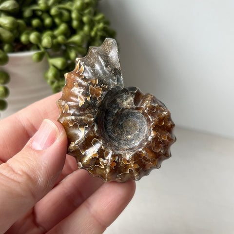 sutured ammonite
