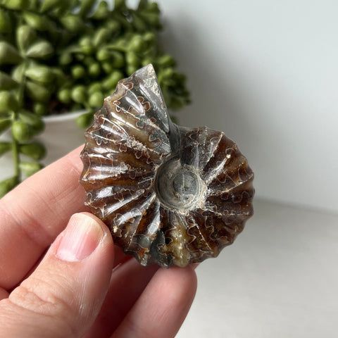 Whole Sutured Tractor Ammonite