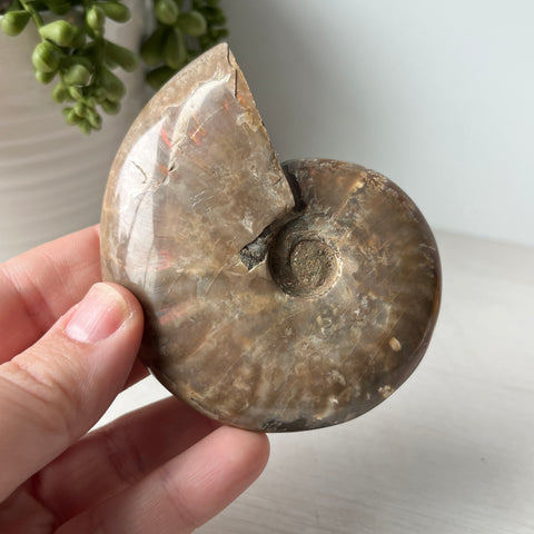 Whole Red Opalized Fire Ammonite