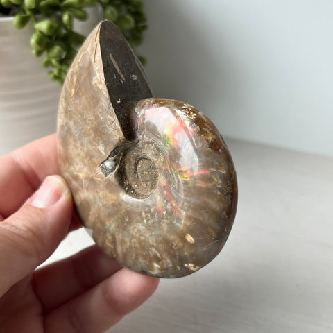 Whole Red Opalized Fire Ammonite