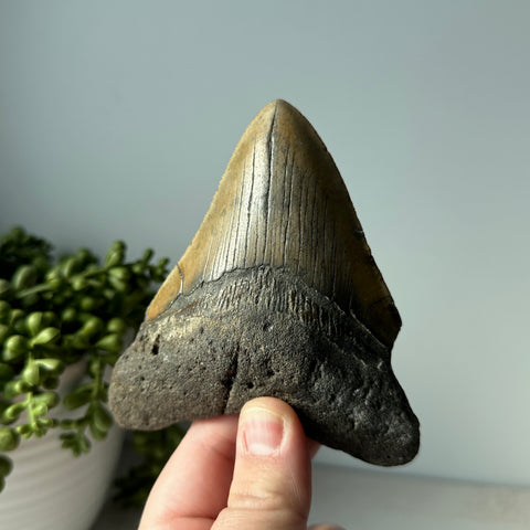 Genuine Fossil Megalodon Shark Tooth 4.4 inches