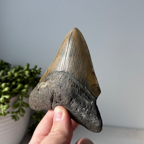 Genuine Fossil Megalodon Shark Tooth 4.4 inches