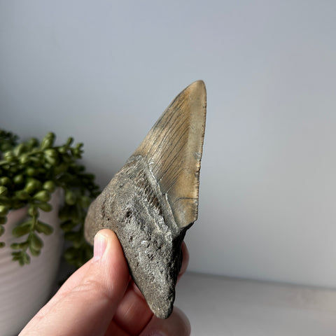 Genuine Fossil Megalodon Shark Tooth 4.4 inches