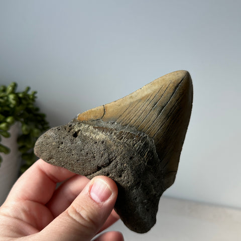 Genuine Fossil Megalodon Shark Tooth 4.4 inches