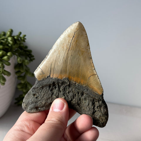 Genuine Fossil Megalodon Shark Tooth 4.4 inches