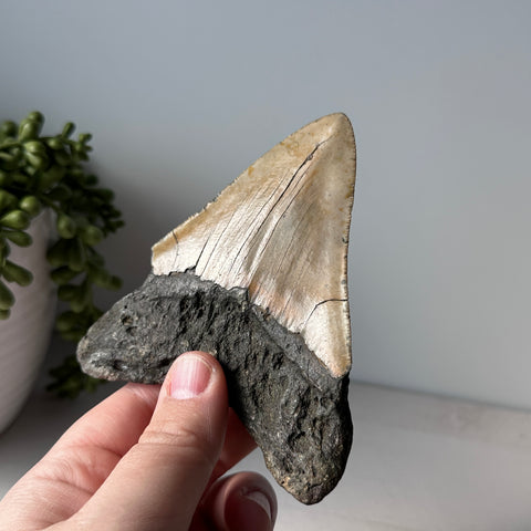 Genuine Fossil Megalodon Shark Tooth 4.4 inches