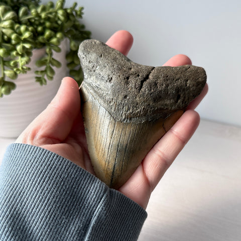 Genuine Fossil Megalodon Shark Tooth 4.4 inches