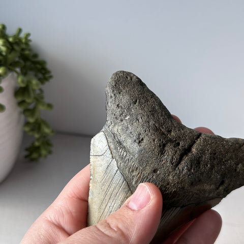 Genuine Fossil Megalodon Shark Tooth 4.4 inches