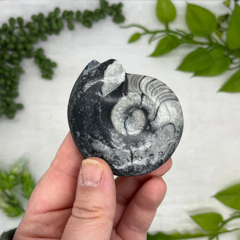 Goniatite Ammonite Fossil