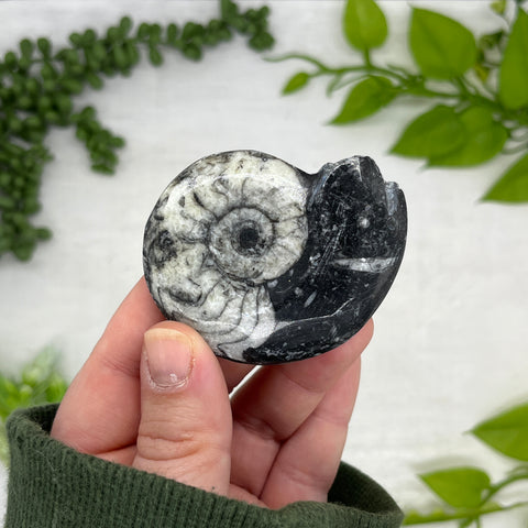 Goniatite Ammonite Fossil