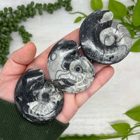 Goniatite Ammonite Fossil