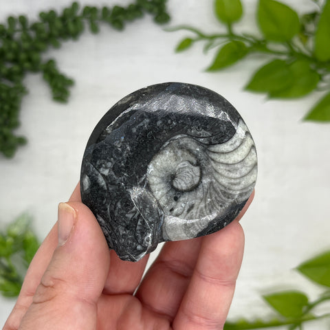 Goniatite Ammonite Fossil