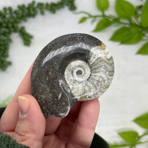 Goniatite Ammonite Fossil