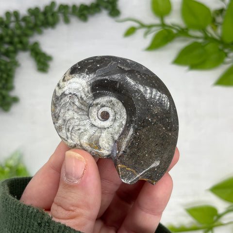 Goniatite Ammonite Fossil