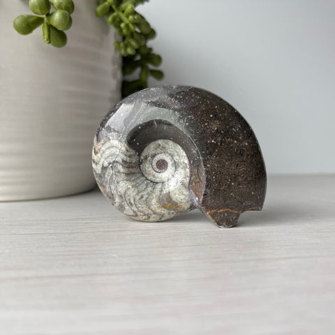 Goniatite Ammonite Fossil