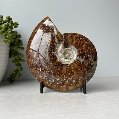 Whole Sutured Ammonite on Metal Stand