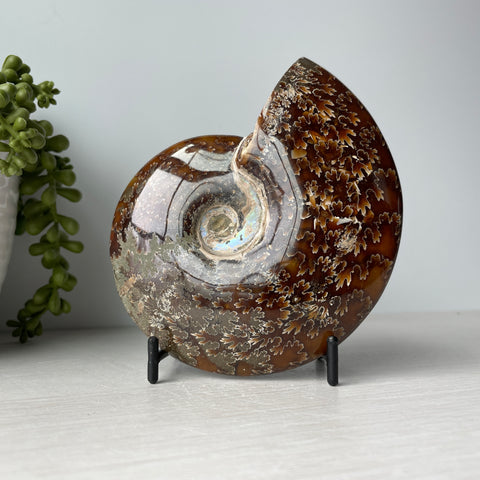 Whole Sutured Ammonite on Metal Stand